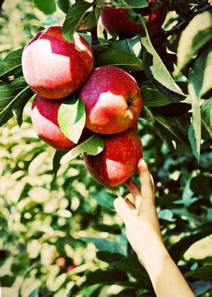 Fall Apple Picking Guide | AroundMainLine.com - The Philadelphia Region's Main Line Magazine