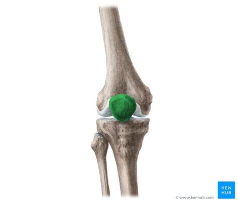 Patella: Anatomy, function and clinical aspects | Kenhub