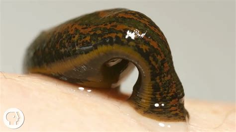 What are Leeches, Anyway? | Science Facts