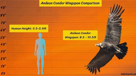 Andean Condor Wingspan: How Big Is It Compared To Others?