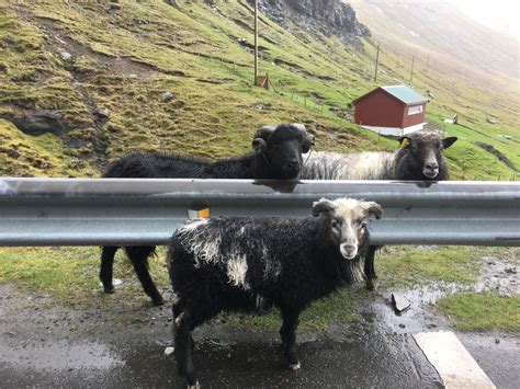 Describe the Faroe Islands: sheep, waterfalls, tunnels, green, clouds