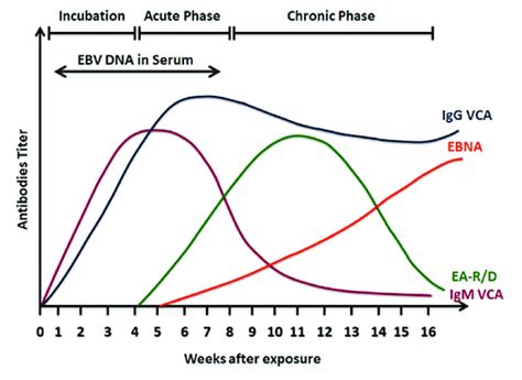 EPSTEIN BARR VIRUS (VCA) IGG , IGM - HCDC