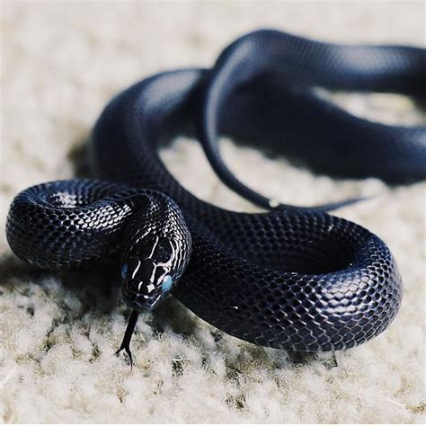 The Mexican Black Kingsnake (Lampropeltis getups nigrita) can be found ...