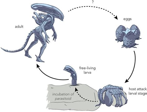 Xenomorph life cycle. A speculative life cycle of the Xenomorph based... | Download Scientific ...