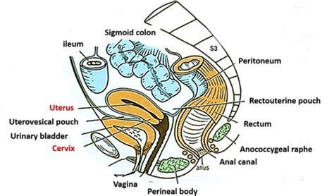 Uterus - Parts, position, supports, arterial supply and lymphatic ...