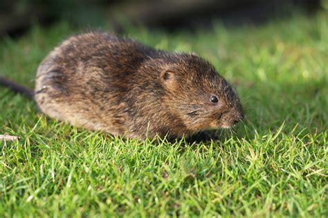 How to get rid of Voles | Got Gophers