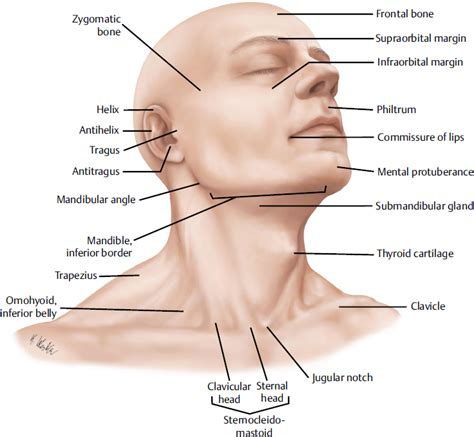 Free Head And Neck Anatomy - diclever