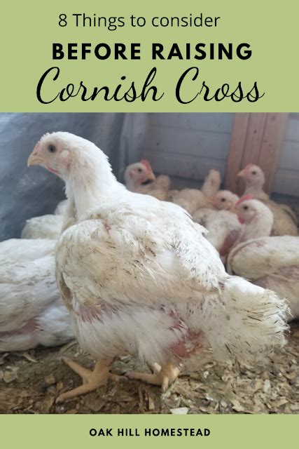 10 Things to Consider Before Raising Cornish Cross Broilers | Chickens backyard, Raising chicks ...