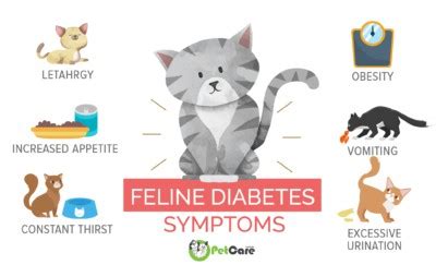 Diabetes in Cats | Signs & Managing Diabetes Mellitus