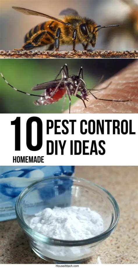 10 Best DIY Pest Control Ideas (Indoor and Outdoor)