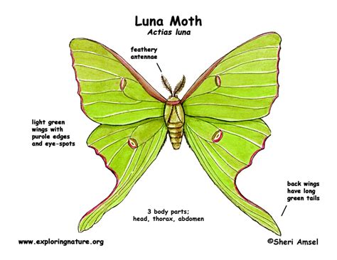 Moth (Luna)