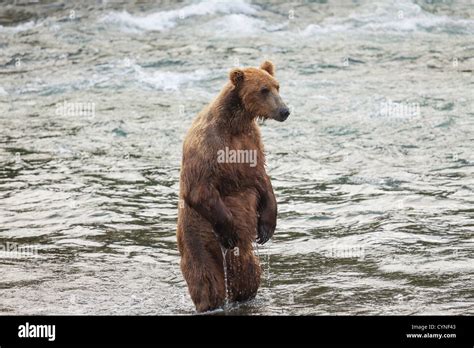 Grizzly bear on Alaska Stock Photo - Alamy