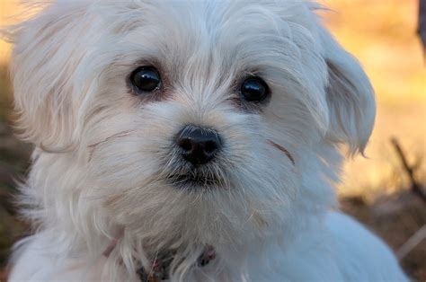 Maltezer | Karakter | Verzorging | Hondenrassen | De Nieuwe Hond