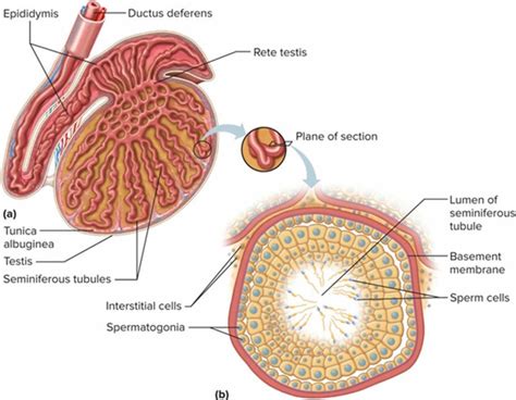 Sertoli cell only syndrome causes, symptoms, diagnosis, treatment ...