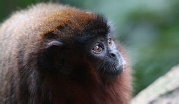 Titi Monkeys - Facts, Information & Habitat