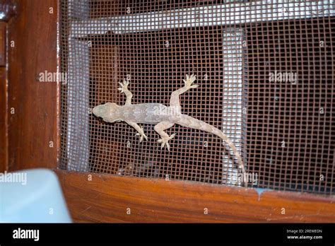 Tropical house gecko habitat hi-res stock photography and images - Alamy