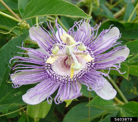 maypop passionflower (Passiflora incarnata)