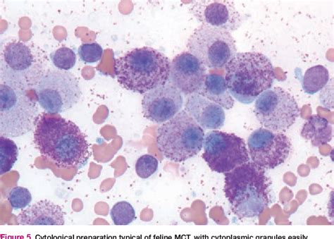 Mast Cell Tumors in Cats | Semantic Scholar