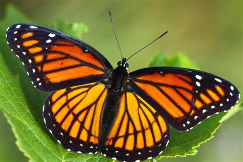 All of Nature: Monarch and Viceroy Butterflies