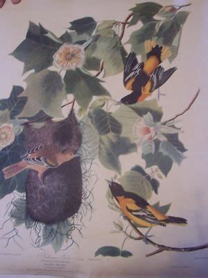 Two R. Havell Audubon Bird Prints The Old Print Shop | #129949934