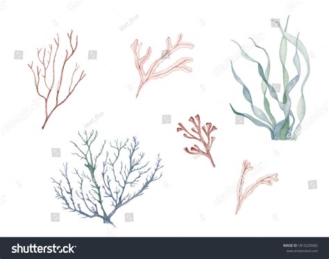 Seaweed Sea Animals Ocean Animal Undersea Stock Illustration 1815229082 ...