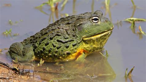 African Bullfrog - Elmwood Park Zoo