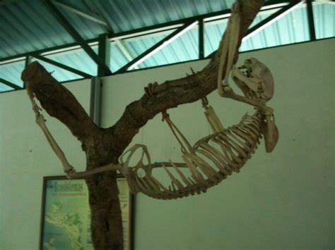 sloth skeleton | Flickr - Photo Sharing!