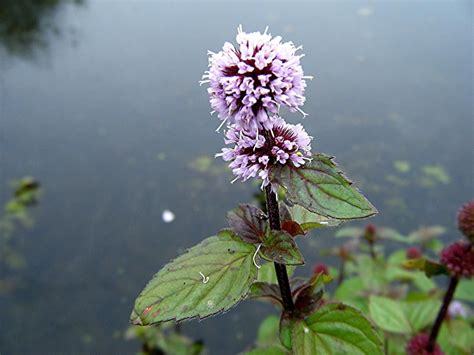 Watermint (Mentha aquatica) vigorous plant in baskets, | Mint plants ...