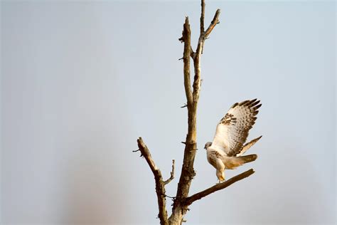 Buteo Buteo, Myszołów - Artur Rydzewski nature photography