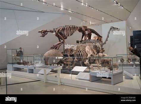 dinosaur skeleton on display inside a museum Stock Photo - Alamy