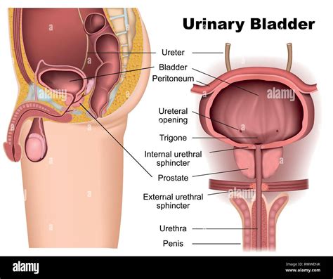 Urinary bladder anatomy 3d medical vector illustration Stock Vector Image & Art - Alamy