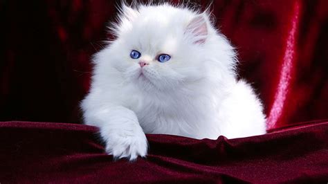 Blue Eyes White Persian Cat Kitten Is Sitting On Maroon Velvet Cloth HD ...