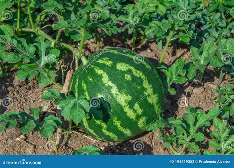 Watermelon Harvest in the Field Stock Image - Image of circle, closeup ...