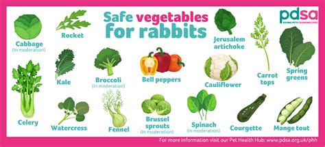 Feeding your rabbits - PDSA