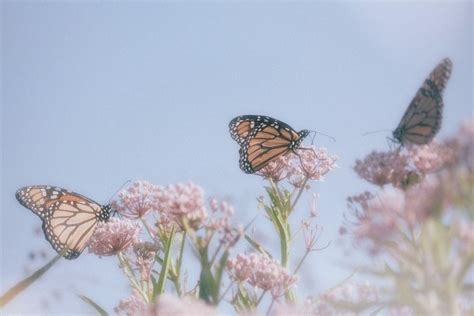 Pink Butterfly Aesthetic Wallpaper Desktop