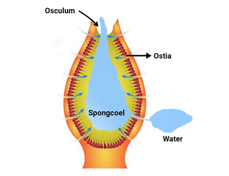 What are ostia and osculum?