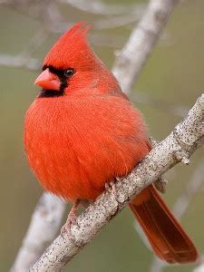 Indiana State Bird Cardinal | State Birds