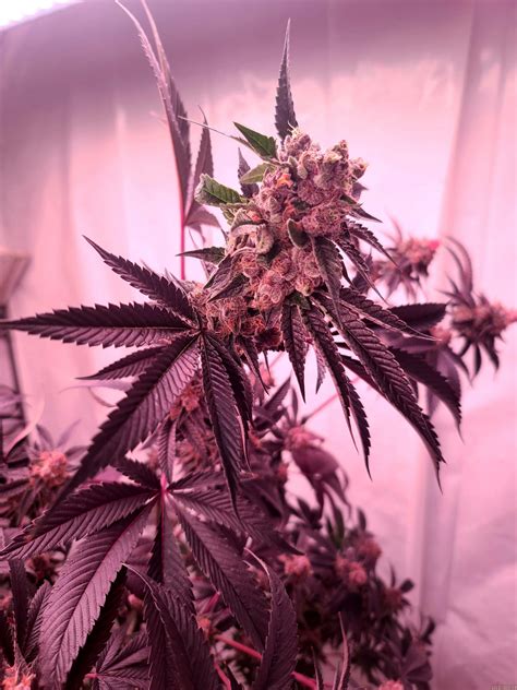 Strain-Gallery: Bahama Bussdown (Solfire Gardens) PIC ...