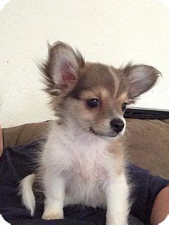 Pomeranian Chihuahua Mix Puppies For Adoption - Pets Lovers