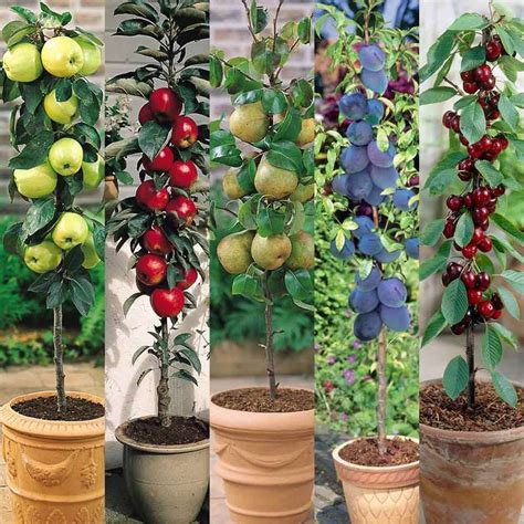 Incredible Container Fruit Gardening References - atelieartemae