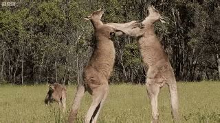 Famous musclebound kangaroo named Roger dead at 12