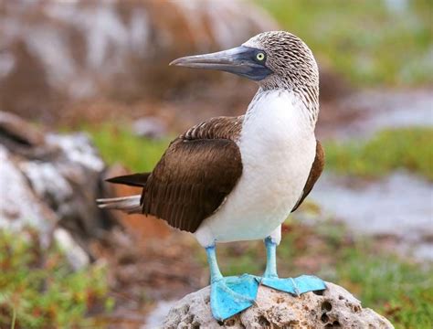 Blue-footed booby | bird | Britannica