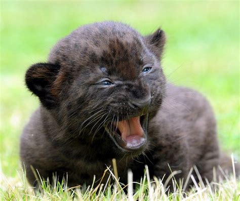 Black Panther Cubs | Panther For Sale Cub | BIG CATS (3) | Pinterest ...