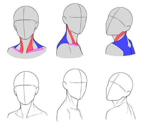 Neck Drawing Reference and Sketches for Artists