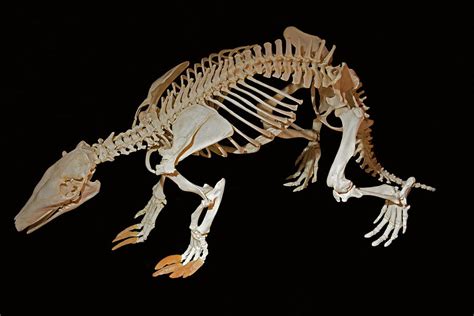 Aardvark Skeleton Photograph by Millard H. Sharp - Pixels