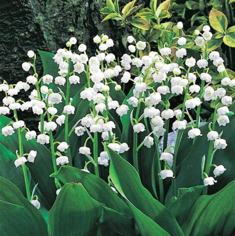 Lily of The Valley Meaning, Symbolism and Characteristics