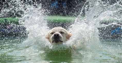 Photos: Paws in the Water—Dogs at Play - The Atlantic