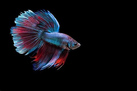 Betta Fish Wallpapers - Top Free Betta Fish Backgrounds - WallpaperAccess