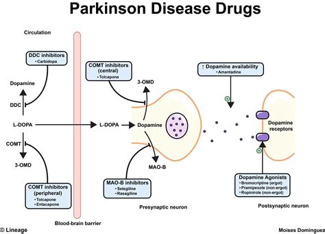 Parkinsons Disease Dopamine