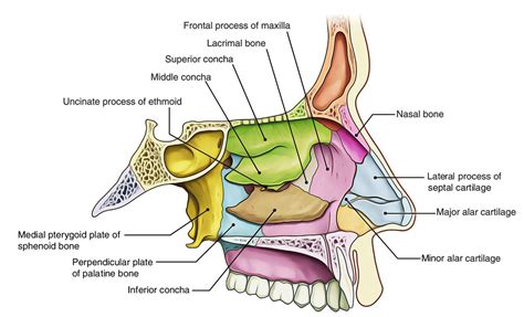 Image result for nasal cavity bones | Nasal cavity, Anatomy, Medical ...